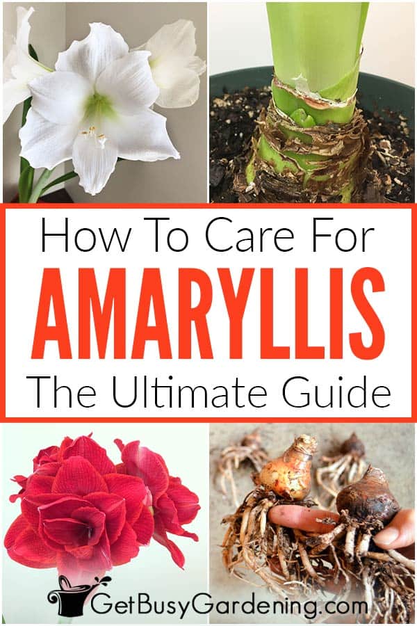 How To Care For Amaryllis: The Ultimate Guide