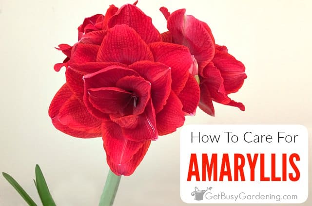 How To Care For An Amaryllis Plant - Get Busy Gardening