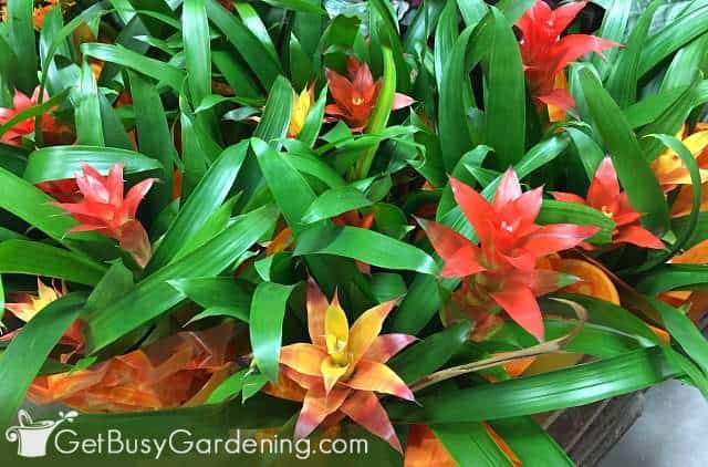 Bromeliads are pet friendly indoor house plants