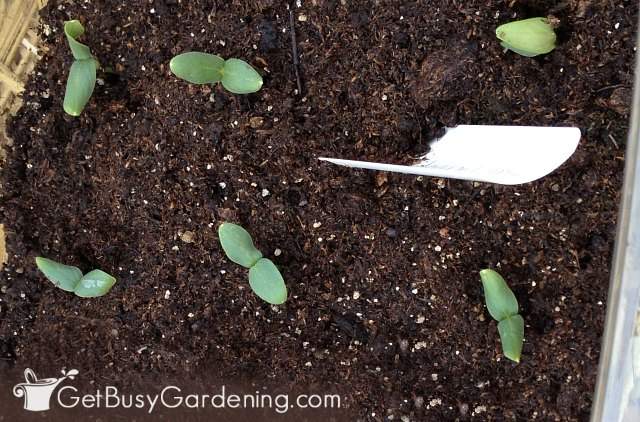 Cucumber seedlings Cucumber seedlings