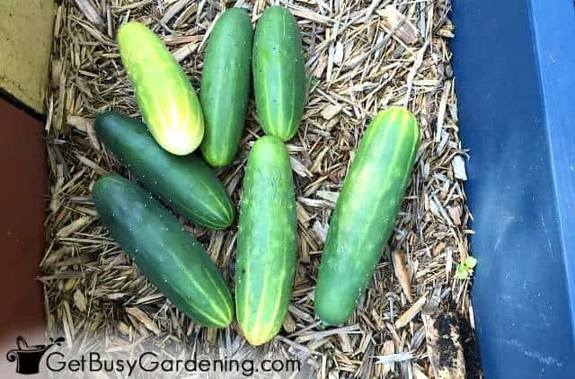 Cucumbers grown from seed Cucumbers grown from seed