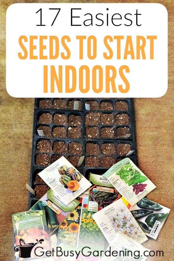 17 Easiest Seeds To Start Indoors