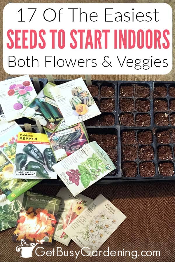 17 Easiest Seeds To Start Indoors - Get Busy Gardening