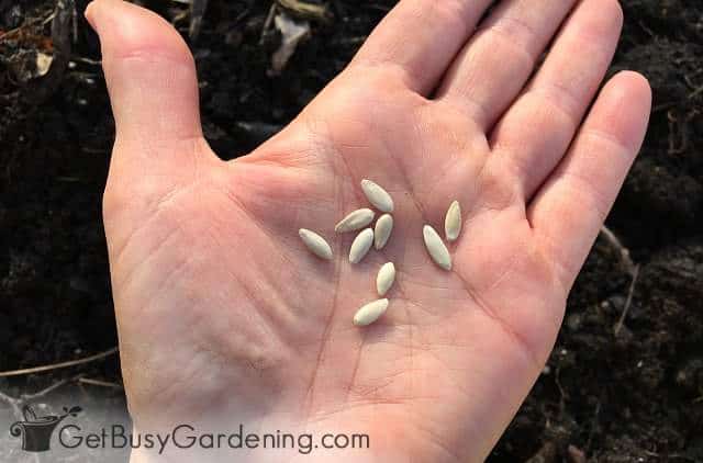 How To Plant Cuber Seeds A Step By Guide Get Busy