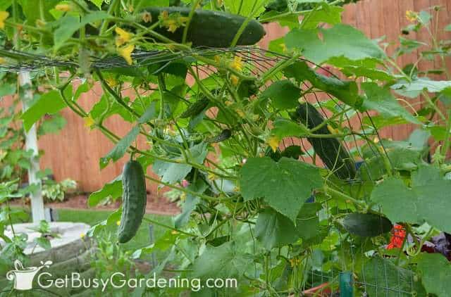 Growing cucumbers from seed Growing cucumbers from seed