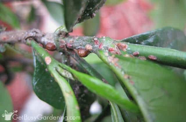 Natural Pest Control For Houseplants Say NO To Toxic Pesticides! - Get  Busy Gardening