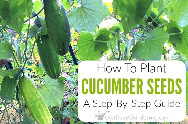 How To Plant Cucumber Seeds A Step By Step Guide Get Busy Gardening