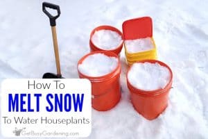 How To Melt Snow To Water Houseplants