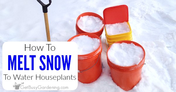 https://getbusygardening.com/wp-content/uploads/2019/01/melt-snow-to-water-houseplants-FB.jpg