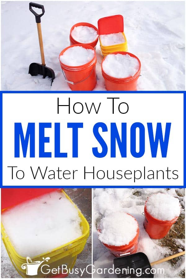 How To Melt Snow For Watering Houseplants