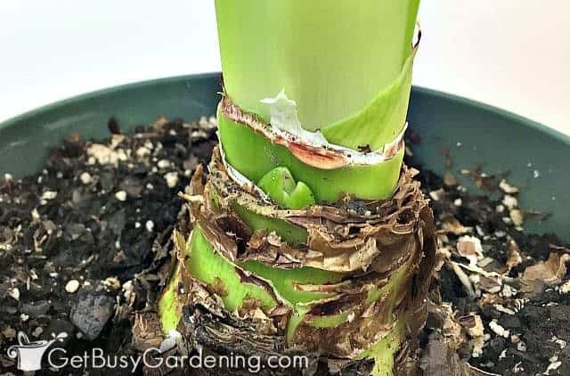 My amaryllis bulb starting to rebloom My amaryllis bulb starting to rebloom