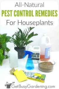 9 Homemade Indoor Plant Bug Sprays & Natural Insecticides - Get Busy ...