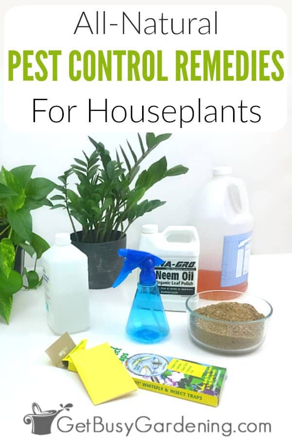 Homemade Pest Bug Spray for Houseplants – Pest Control & Pest Inspections