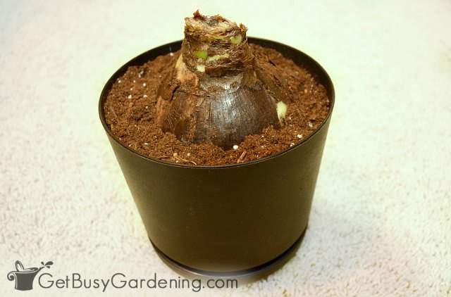 Newly potted amaryllis bulb
