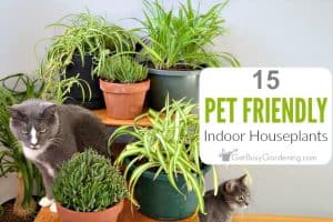 15 Pet Friendly Indoor House Plants