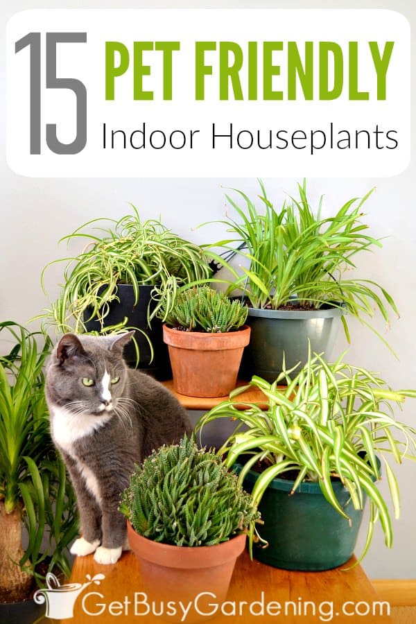 Easy To Grow Indoor Plants Safe For Cats Naturallydrugged7