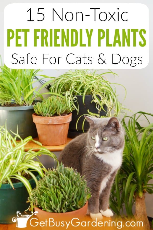 15 Non-Toxic Pet Friendly Plants Safe For Cats & Dogs