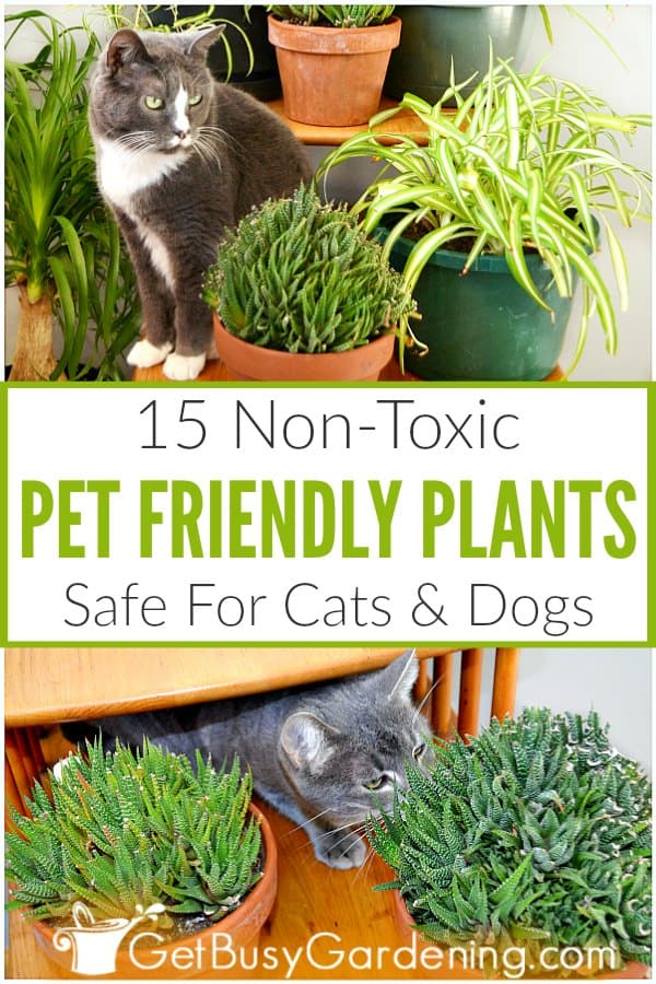 15 Pet Friendly Indoor Houseplants (Safe For Cats And Dogs)