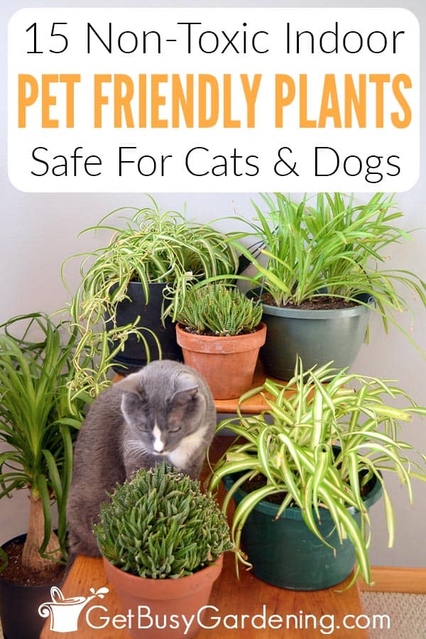 15 Non-Toxic Indoor Pet Friendly Plants Safe For Cats & Dogs