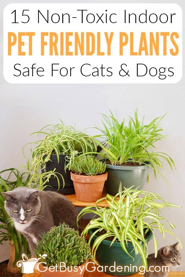 Plants and Pets: Our 10 Favorite Pet-Safe Indoor Plants – Pistils