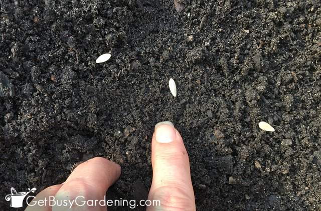 Direct sowing cucumber seeds Direct sowing cucumber seeds