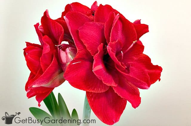 Red amaryllis flower with double petals
