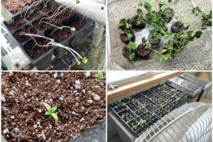 Collage of 4 different seedling problems