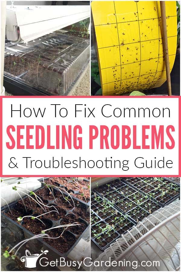 How To Fix Common Seedling Problems & Troubleshooting Guide