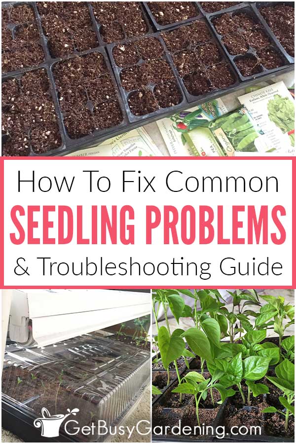How To Fix Common Seedling Problems & Troubleshooting Guide