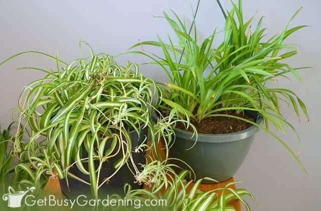 Spider plants are safe for dogs and cats