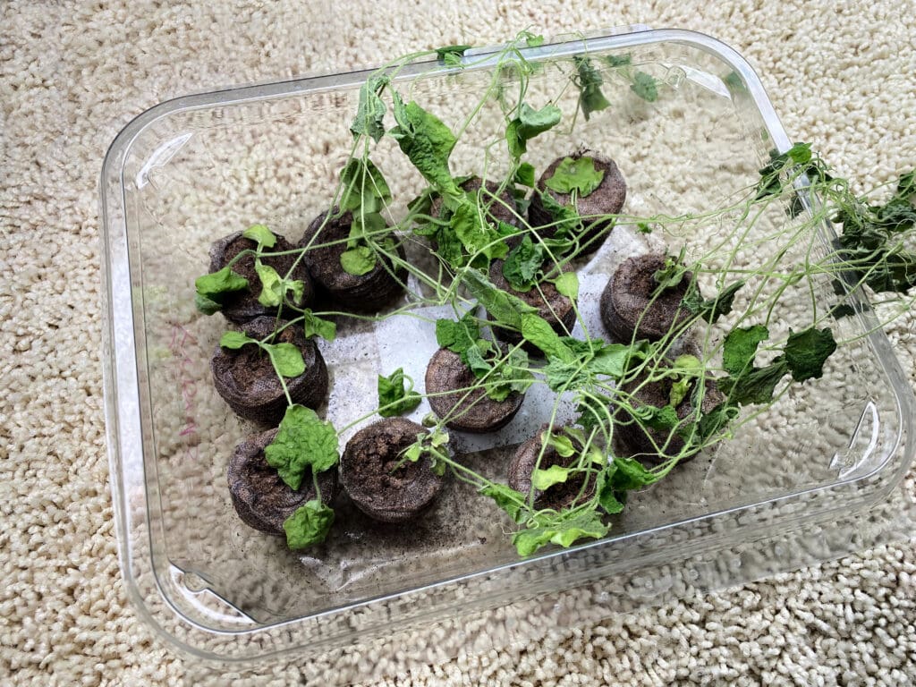 Droopy seedlings that need water