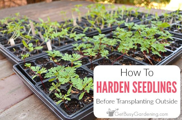 How To Harden Seedlings Before Transplanting Outside