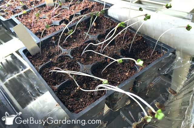 Leggy seedlings stretching for light