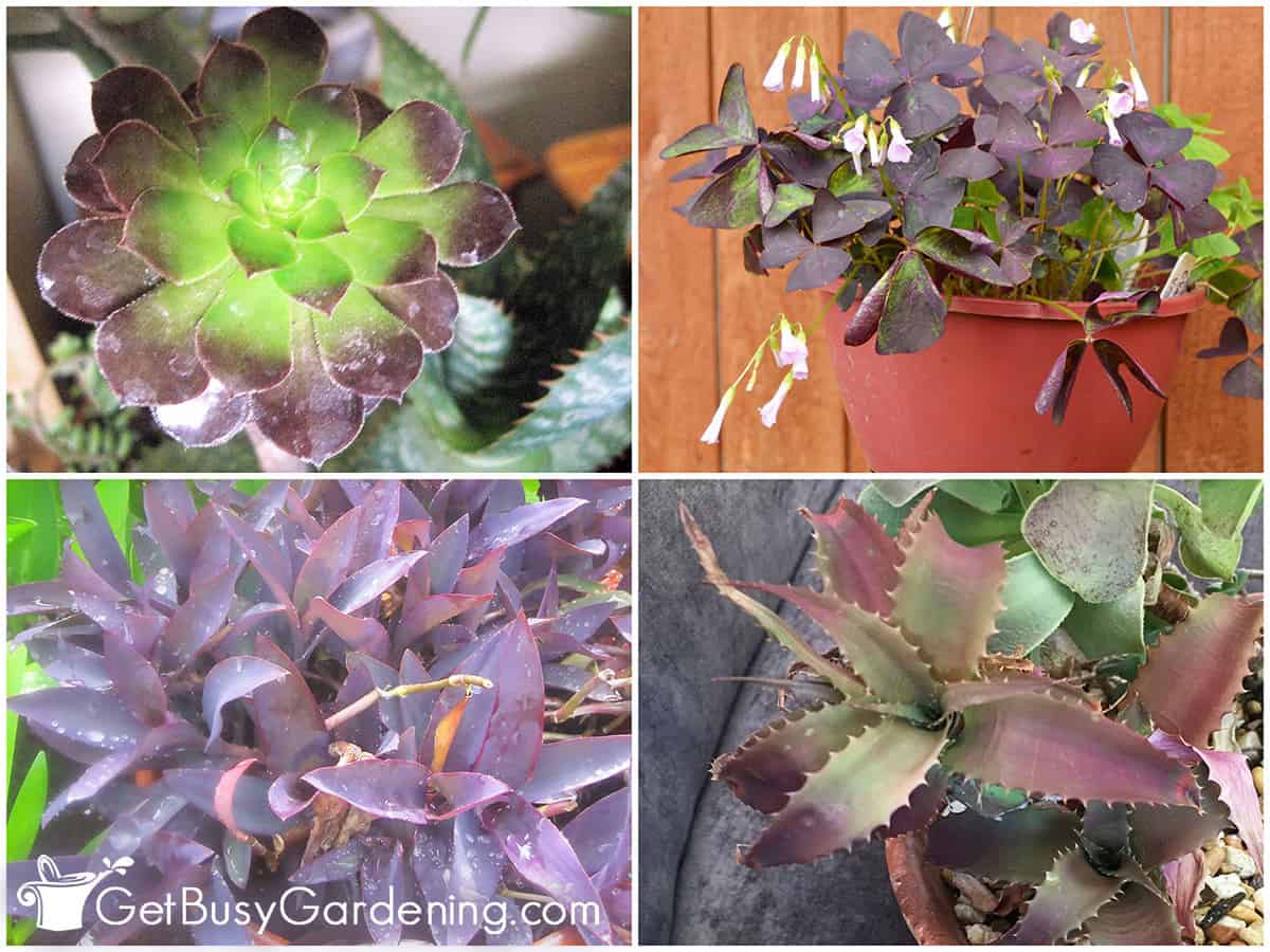 Collage of four different purple houseplants