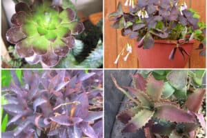 Collage of four different purple houseplants