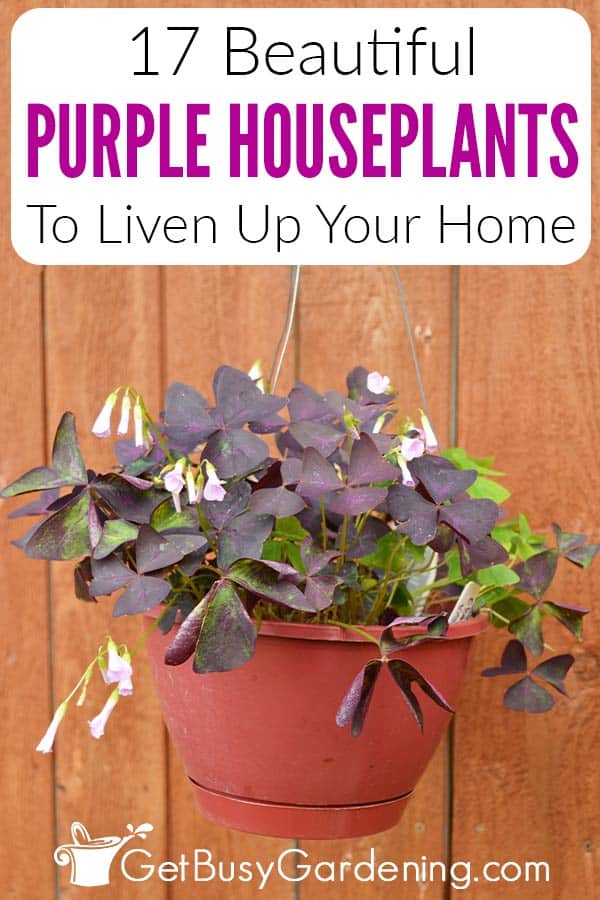 17 Beautiful Purple Houseplants To Liven Up Your Home