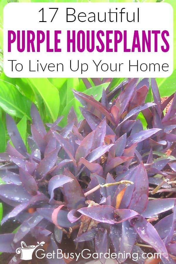17 Beautiful Purple Houseplants To Liven Up Your Home