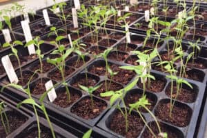 Healthy seedlings growing in trays