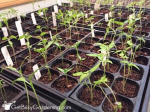 How To Care For Seedlings After Germination - Get Busy Gardening