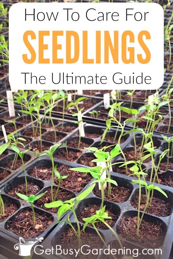 Seedling care instructions