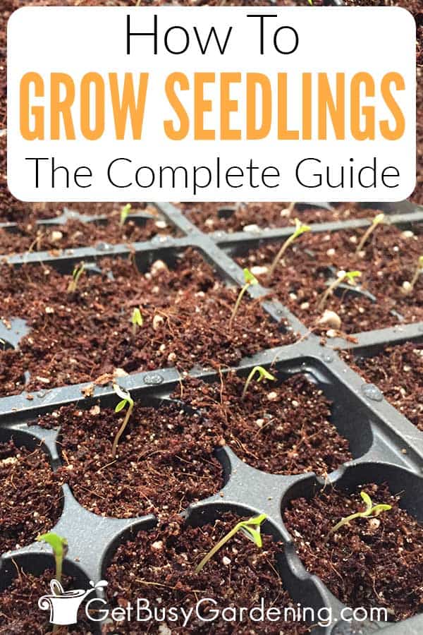How To Grow Seedlings The Complete Guide