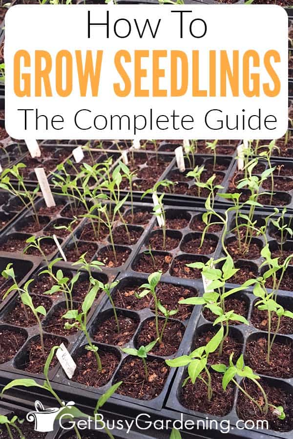 How To Grow Seedlings The Complete Guide