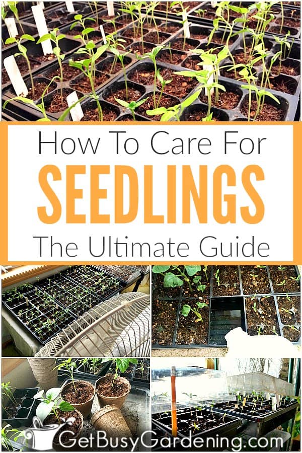 How To Care For Seedlings: The Ultimate Guide