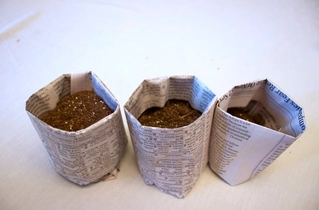 watering seedlings in newspaper pots