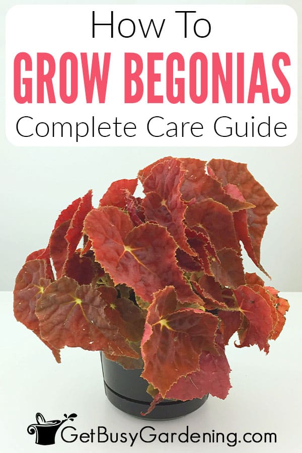 How To Grow Begonias Complete Care Guide