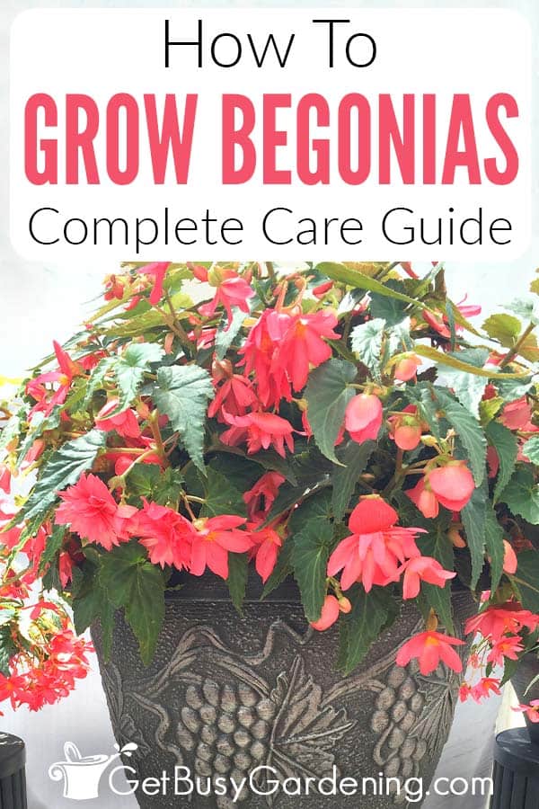 How To Grow Begonias Complete Care Guide