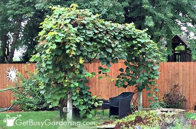 Consider the height of the structure before making a vertical garden