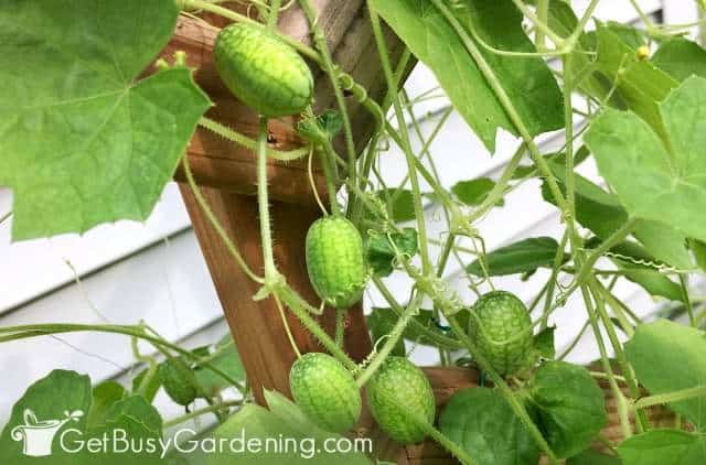 Cucamelons are one of the easiest crops to grow