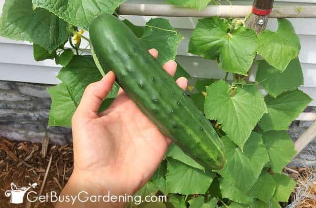 Cucumbers are super easy-to-grow veggies