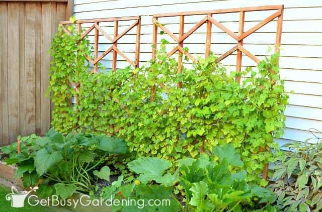 DIY plant trellises made out of wood